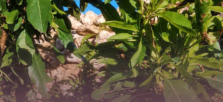 Web-2026monakh